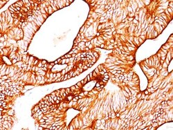 Mouse anti-Cytokeratin 8, Clone: K8.8, Azide Free, Novus Biologicals 0.2mg;